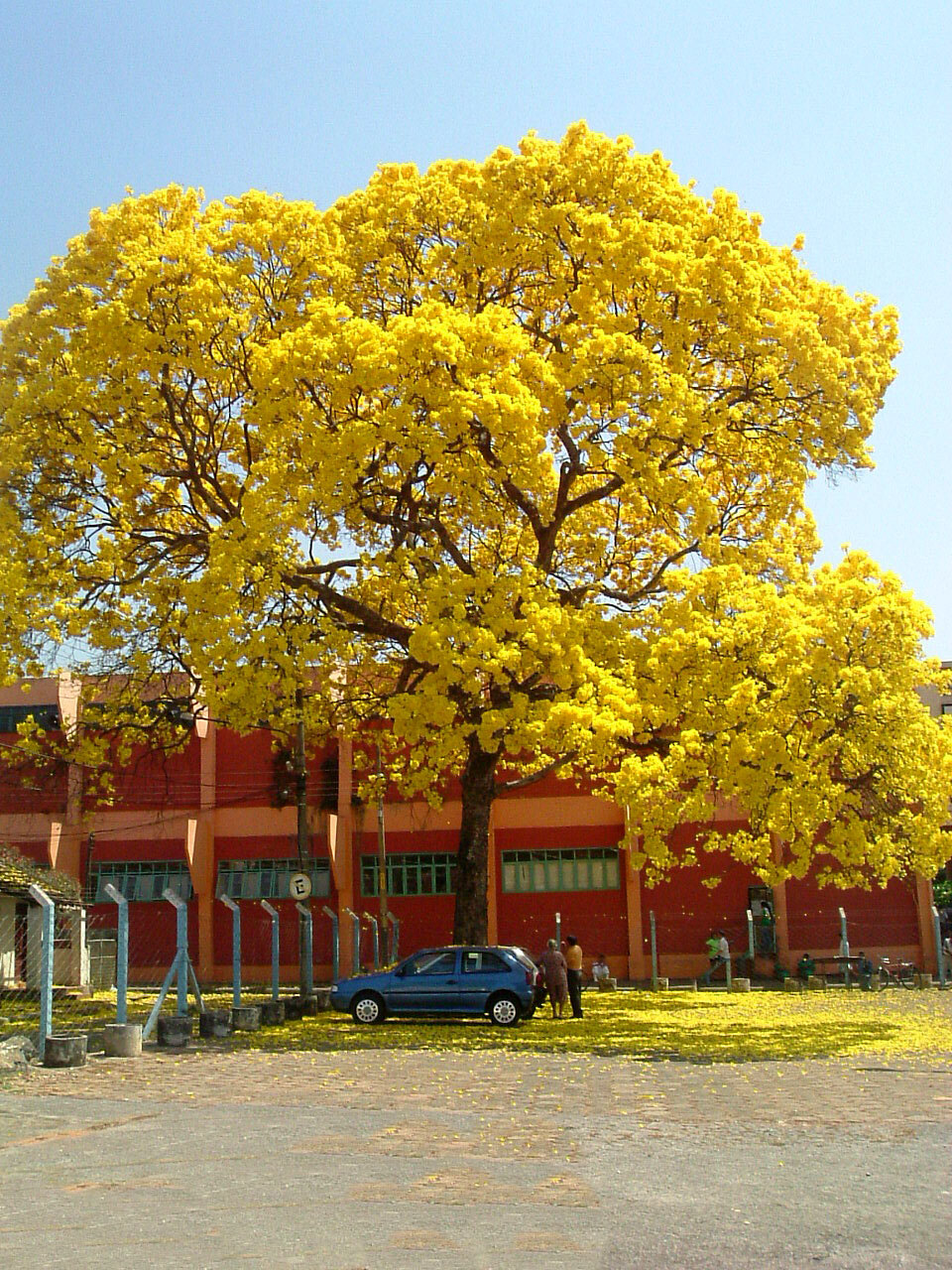 Ipê-amarelo florido em Goiânia